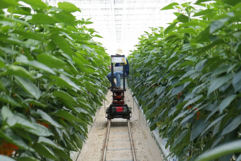 Agricultura Inteligente Pre Euskadi Tecnolog A